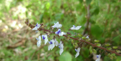 Coleus australis