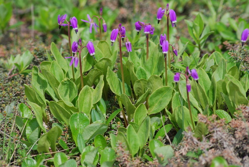 Image of Primula frigida by no rights reserved