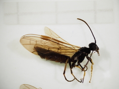 Cephidae