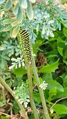 Papilio machaon