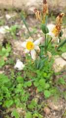 Narcissus tazetta