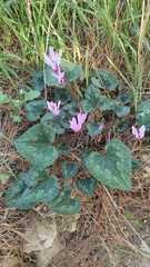 Cyclamen persicum