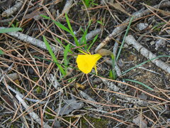 Narcissus bulbocodium