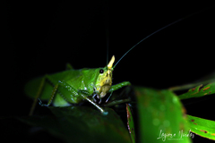 Copiphora cultricornis