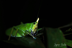 Copiphora cultricornis