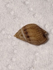 Nassarius jonasii