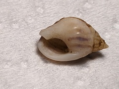 Nassarius jonasii