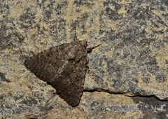 Heterophysa dumetorum