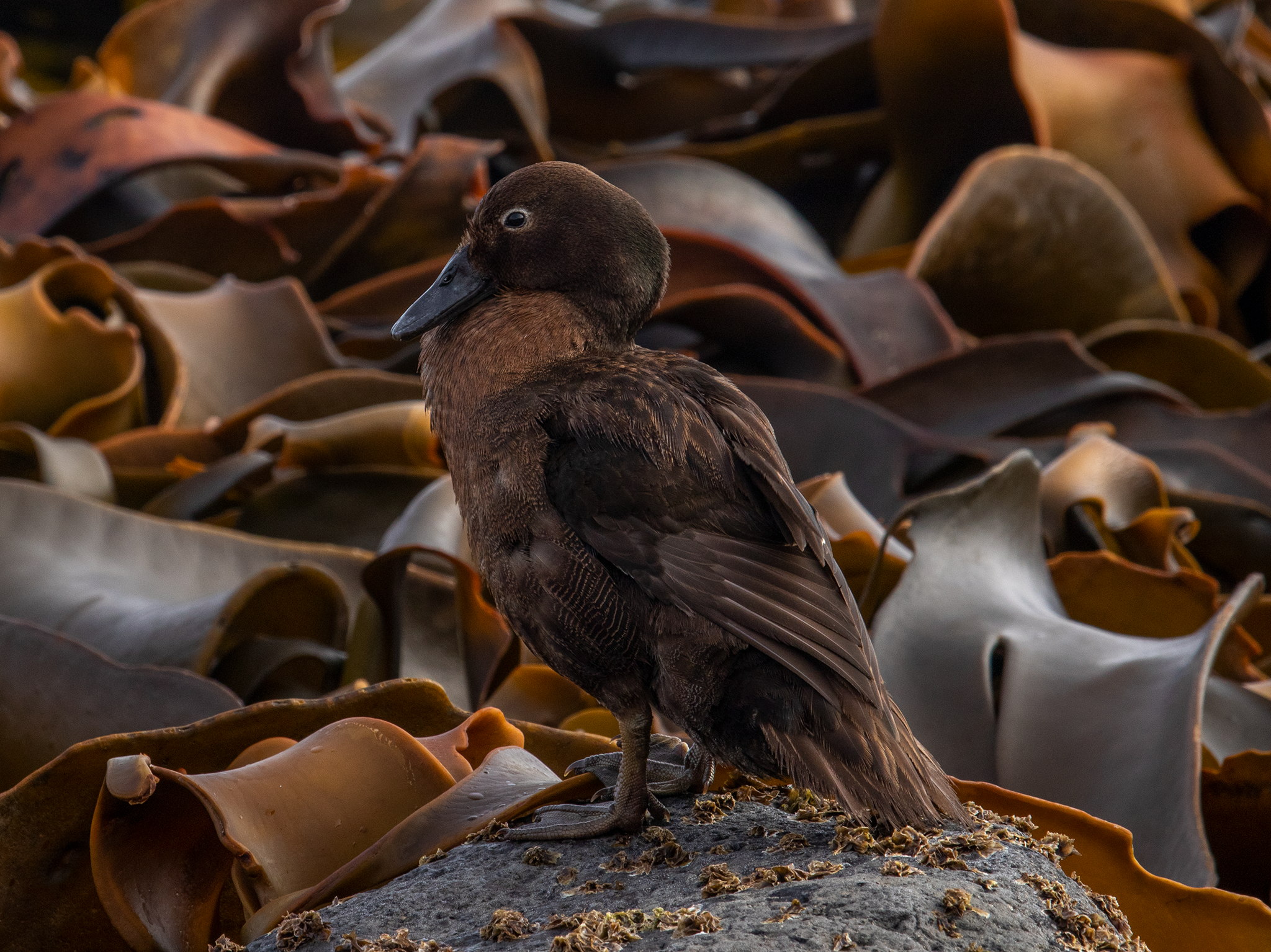Auckland Islands Teal (Anas aucklandica)