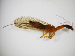 Raphidiidae