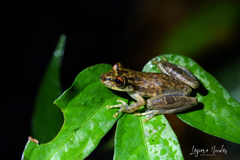 Scinax elaeochroa