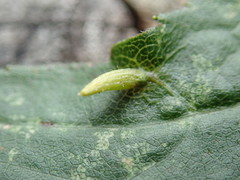 Rhopalomyia clarkei gall