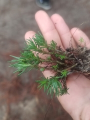 Petrosedum amplexicaule