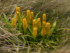 Bulbinella rossii