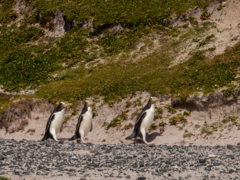 Megadyptes antipodes