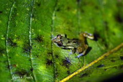 Diasporus diastema