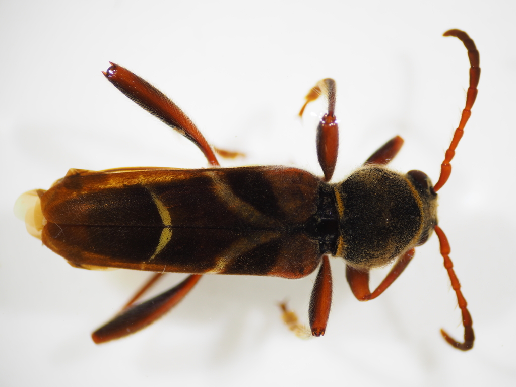 Brachyclytus