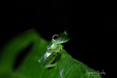 Espadarana prosoblepon