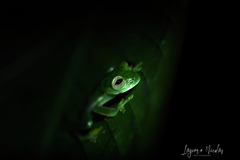 Espadarana prosoblepon