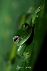 Espadarana prosoblepon