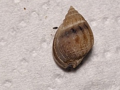 Nassarius jonasii