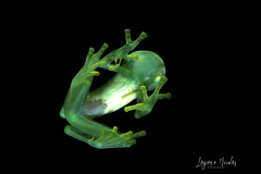 Espadarana prosoblepon