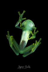 Espadarana prosoblepon