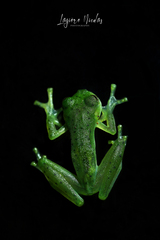 Espadarana prosoblepon