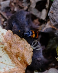 Nicrophorus quadripunctatus