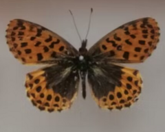 Boloria gong