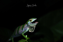 Polychrus gutturosus