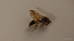 Gorytes natalensis