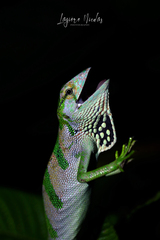 Polychrus gutturosus