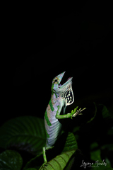 Polychrus gutturosus