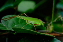 Phaneroptera nigroantennata