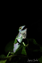 Polychrus gutturosus