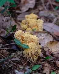 Ramaria flava