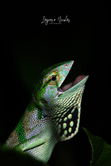 Polychrus gutturosus