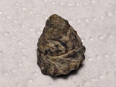 Bembicium auratum