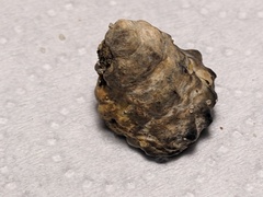 Bembicium auratum
