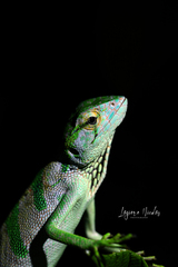 Polychrus gutturosus