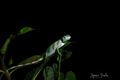 Polychrus gutturosus