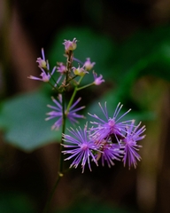 Thalictrum actaeifolium