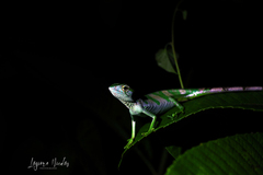 Polychrus gutturosus