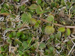 Leptostigma setulosum