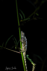 Anolis charlesmyersi