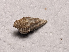 Batillaria australis