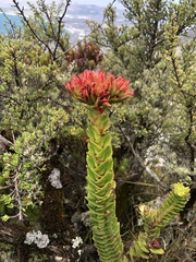 Crassula coccinea