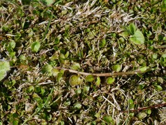 Leptostigma setulosum