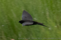 Psalidoprocne pristoptera